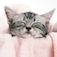 My cat pics, show your pet to the world!
